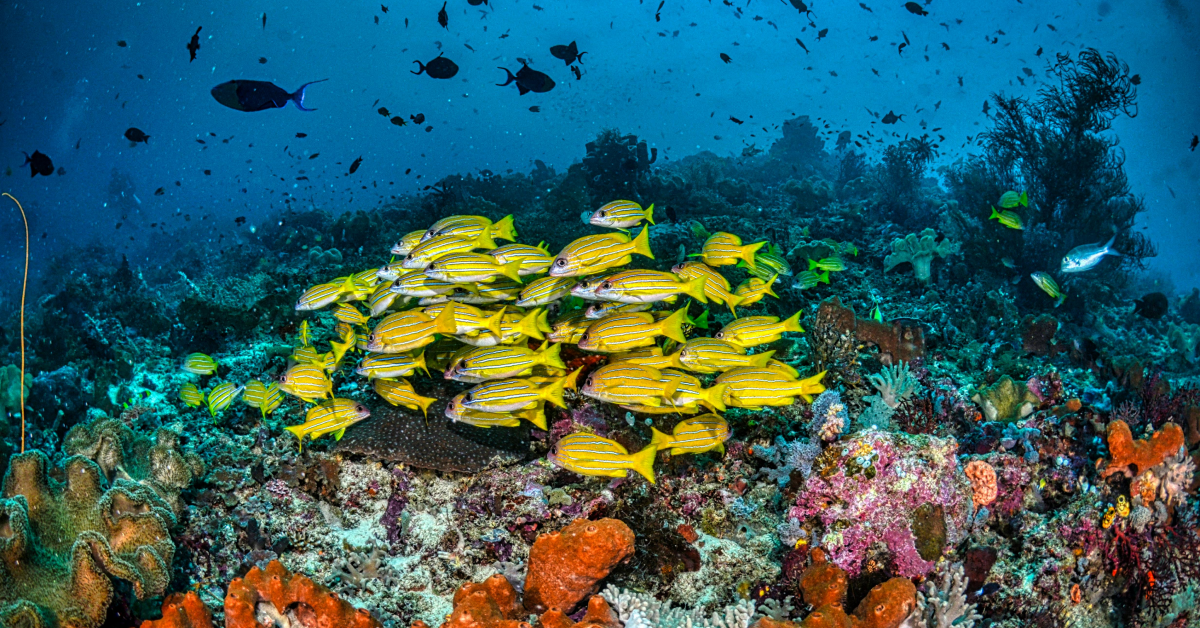 DIVING